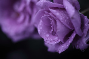 02rose 02rose