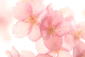 03sakura 03sakura