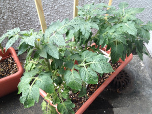 Photo_5