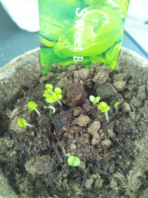 Photo_2