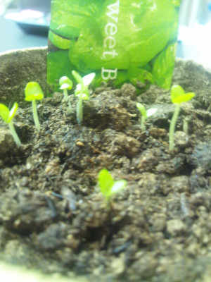Photo_3