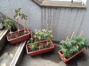 Photo_3
