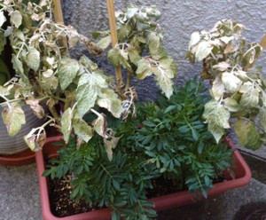 Photo_4