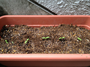 Photo_6