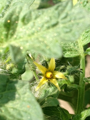 Photo_6