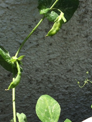 Photo_7