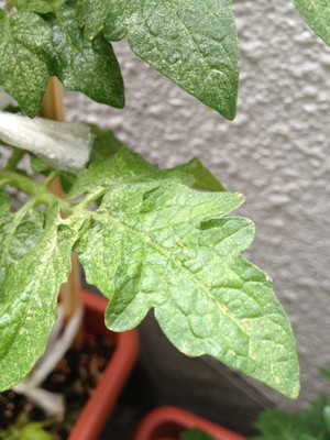 Photo_8