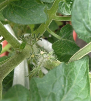 Photo_9
