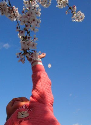 Ra_ra_sakura2