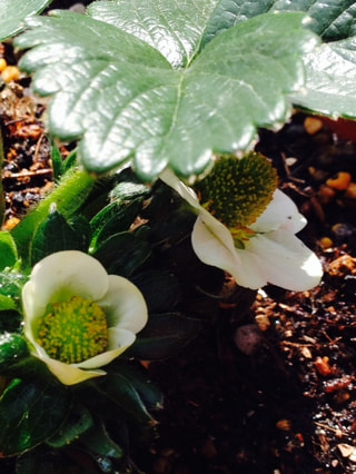 ソライチゴ、急に花が咲きました！