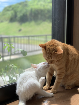 トップガンor Love Story 2019(22)