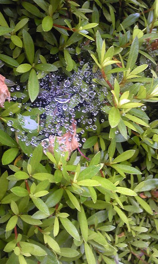 いっそ雨に濡れて　せつない気持ちに浸ろうよ2012梅雨　エントリー①