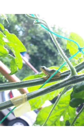 いそせつ　部長賞