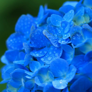 BLUE2018(5)
