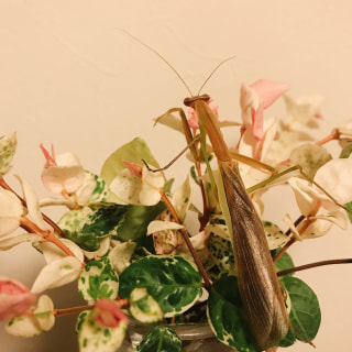 トップガンor Love Story 2019(25)