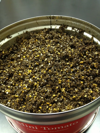 生物部　　ミニトマトを育てる！