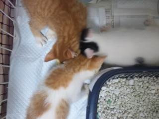 食欲マックス２０１１秋　エントリー④