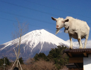 吹き飛ばせ！５月病２０１２　部長賞