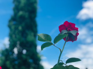 トップガンor Love Story 2019 (14)