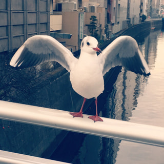 写真部　とり2017 (29)