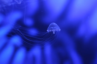 BLUE 2018 (13)