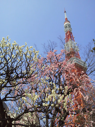 もうすぐ春ですね。ちょっときどってみませんか？　２０１２　エンントリー⑩