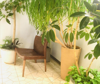 NITTEN ハナラボ 第66回「おすすめの観葉植物」