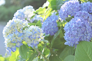 NITTEN ハナラボ 第77回「別名で覚える花の名前」