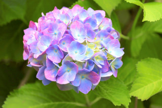 NITTEN ハナラボ 第57回「受験シーズンにおすすめのお花」