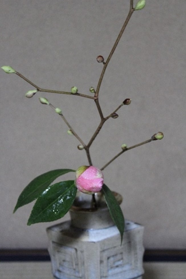 茶花大事典 上巻 (一月～六月)下巻(七月〜十二月）｜趣味