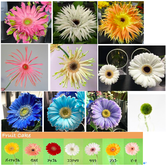 ガーベラ様 リクエスト 5点 まとめ商品 NITTEN ハナラボ 第14回 「ガーベラについて」 | Sunday Good Vibes