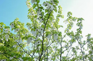 NITTEN ハナラボ 第213回「本当に実在する植物はどれ？クイズ【アメニティ編】」