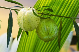 NITTEN ハナラボ 第189回「ユニークな形の植物”フウセントウワタ”」
