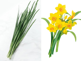 NITTEN ハナラボ 第260回「 誤食事故が起きやすい植物 」