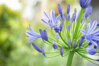 NITTEN ハナラボ 第228回「 散歩の途中で見つけたら心奪われる、幸せの青い花3選 」
