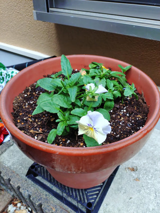 NITTEN ハナラボ 第257回「 ラジオネーム：オダワラコレクションAKさんからの質問 」