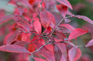 NITTEN ハナラボ 第249回「 この時期におすすめの枝物３選 」