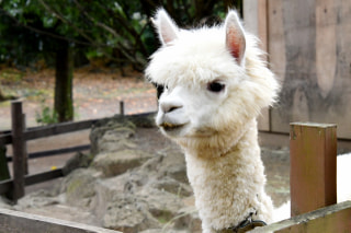 NITTEN ハナラボ 第277回「 葉がくるくるとした珍しい植物・アルブカ 」