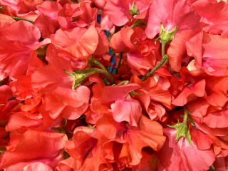 NITTEN ハナラボ 第269回「ラジオネーム：まーくんのご質問 」