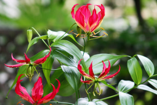 NITTEN ハナラボ 第156回「豪華で燃えるような温かみを感じるおすすめの花・グロリオサ」