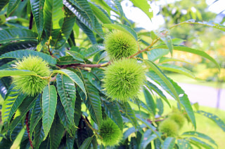 NITTEN ハナラボ 第254回「 フラワーオブザイヤーOTA 」