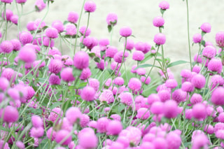 NITTEN ハナラボ 第235回「 暑い時期に飾っても長持ちするお花 」