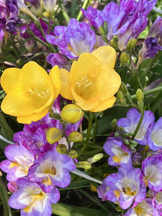 NITTEN ハナラボ 第158回「芳香花３選」