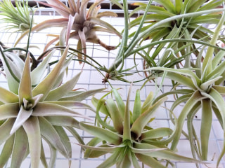 NITTEN ハナラボ 第192回「土に根を張るのを辞めた着生植物」