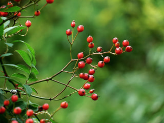 NITTEN ハナラボ 第252回「 クラシック音楽と植物のつながり 」