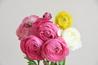 NITTEN ハナラボ 第263回「 旬の花・ラナンキュラス 」