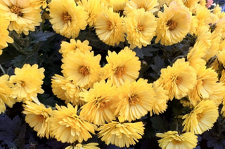 NITTEN ハナラボ 第265回「 ラジオネーム：みっちゃん、やるね～さんのご質問 」