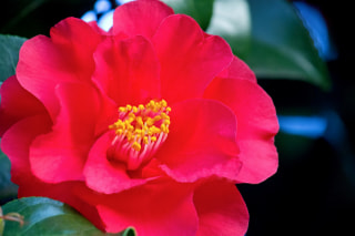 NITTEN ハナラボ 第251回「 オペラ『椿姫』と花の接点 」