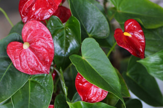 NITTEN ハナラボ 第262回「 ハートの形をした花・アンスリウム 」