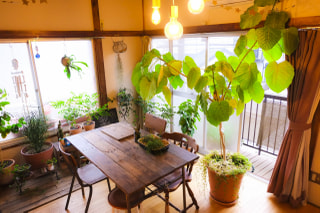 NITTEN ハナラボ 第167回「半期に一度の観葉植物大掃除のススメ」